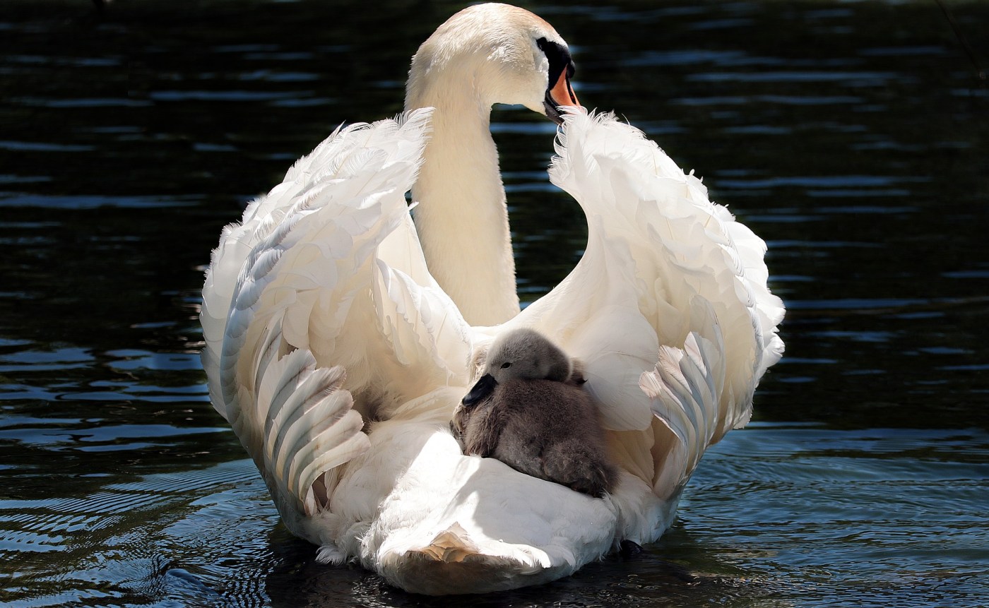 Photo by pixel2013. https://pixabay.com/photos/swan-baby-swan-white-white-swan-2350668/