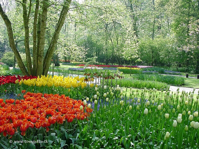 Dutch Tulips, Keukenhof Gardens, Holland - 4003 POTD. Photo by Tom Jutte. https://www.flickr.com/photos/hereistom/8058099379/