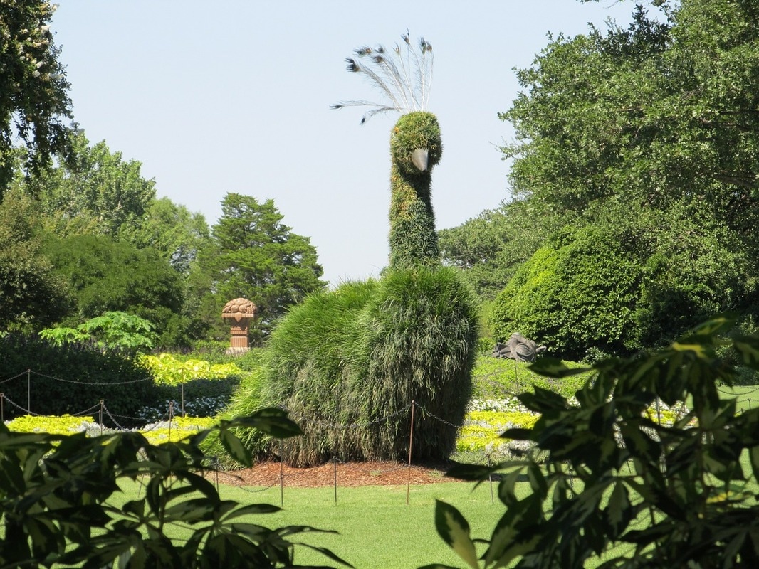 Photo by Jean Beaufort. https://www.publicdomainpictures.net/en/view-image.php?image=150006&picture=giant-peacock-topiary